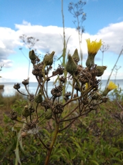 Sonchus palustris
