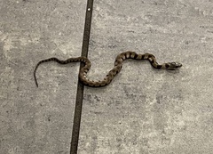 Nerodia sipedon pleuralis