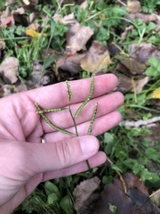 Paspalum laeve