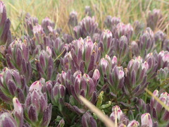 Chloropyron maritimum palustre