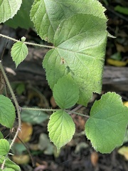 Mangora