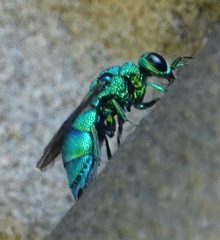 Chrysis conica