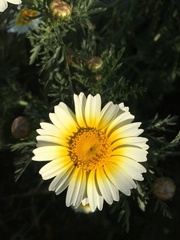 Glebionis coronaria