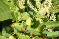 Argia apicalis