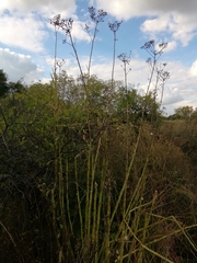 Sonchus palustris