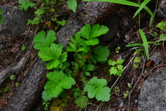 Geum macrophyllum