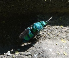 Chrysis conica