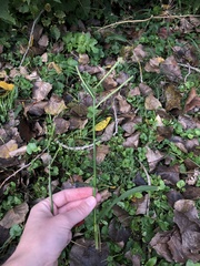 Paspalum laeve