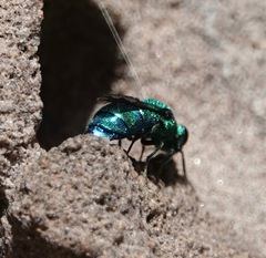 Chrysis conica