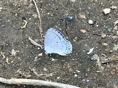 Celastrina argiolus ladonides