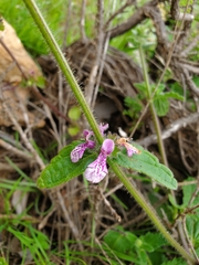 Stachys grandidentata