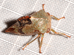 Telamona decorata