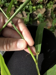 Paspalum laeve