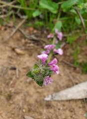 Stachys grandidentata