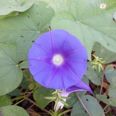Ipomoea nil