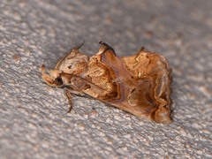 Plusiodonta compressipalpis