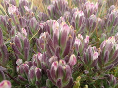 Chloropyron maritimum palustre