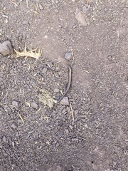 Ablepharus kitaibelii