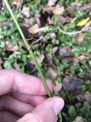 Paspalum laeve