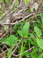 Stachys grandidentata