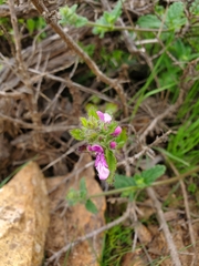 Stachys grandidentata