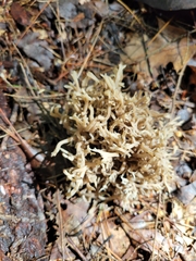 Clavulina coralloides