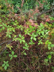 Rubus procerus