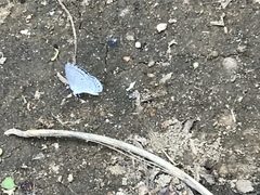 Celastrina argiolus ladonides