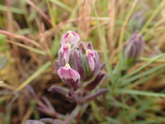 Chloropyron maritimum palustre