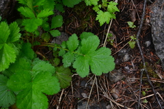 Geum macrophyllum