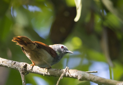 Cyanoderma erythropterum
