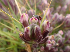 Chloropyron maritimum palustre