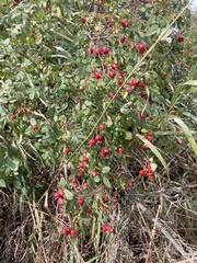 Rosa arkansana