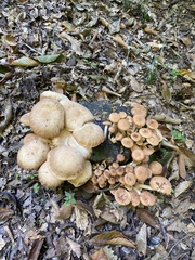 Armillaria