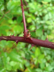 Rubus procerus