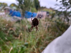 Araneus diadematus