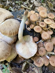 Armillaria