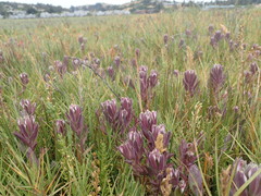 Chloropyron maritimum palustre