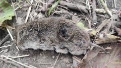Microtus arvalis