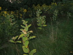 Asclepias syriaca