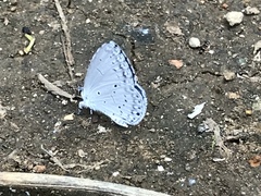 Celastrina argiolus ladonides