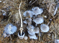 Coprinopsis cinerea