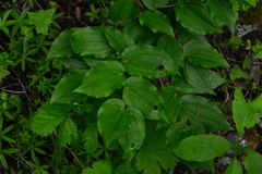 Prosartes trachycarpa