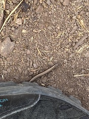 Ablepharus kitaibelii