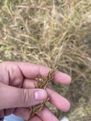 Sorghastrum