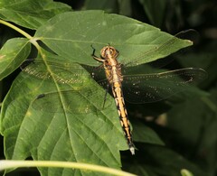 Orthetrum albistylum