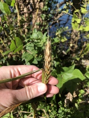 Elymus virginicus