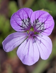 Erodium glandulosum