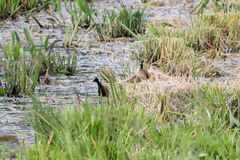 Jacana spinosa