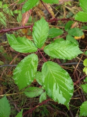 Rubus procerus